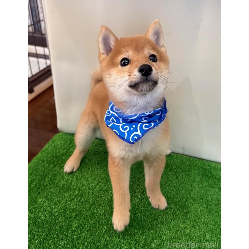 販売中の神奈川県の豆柴-428005の2枚目