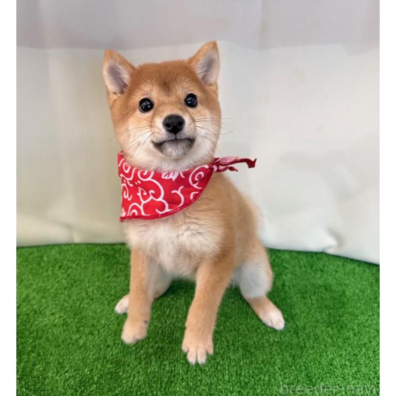 販売中の神奈川県の豆柴-428006