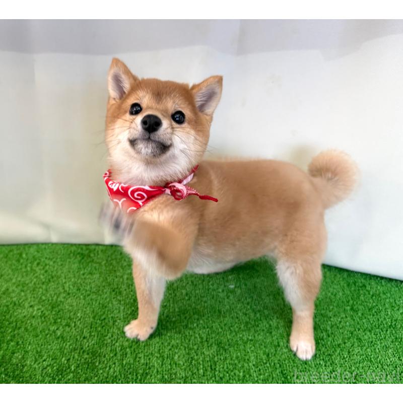 販売中の神奈川県の豆柴-428006の3枚目