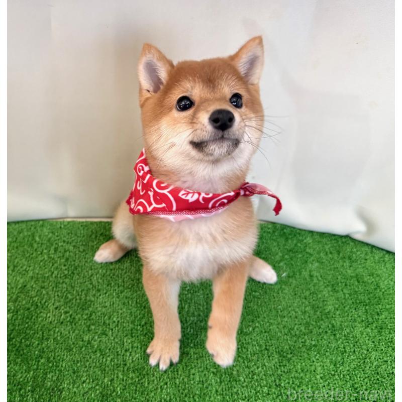 販売中の神奈川県の豆柴-428006の2枚目