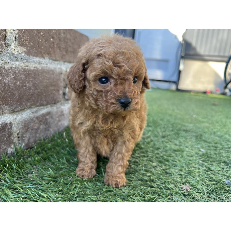 販売中の茨城県のタイニープードル-435771の4枚目