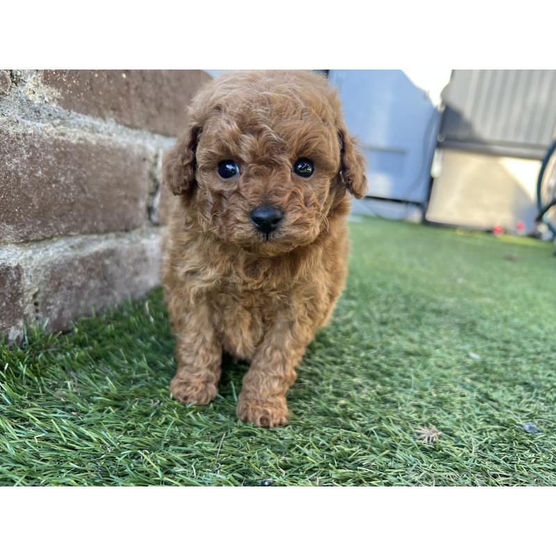 販売中の茨城県のタイニープードル-435771の3枚目