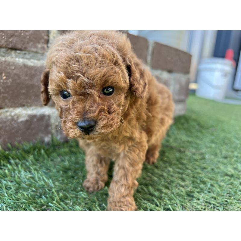 販売中の茨城県のタイニープードル-435771の2枚目