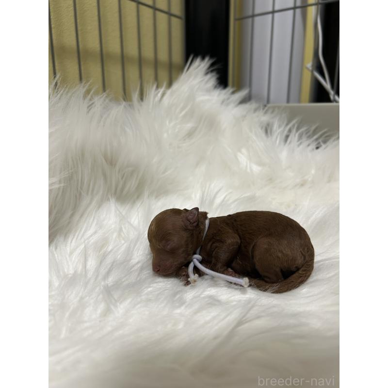 販売中の愛媛県のタイニープードル-435772の2枚目