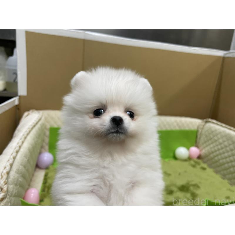 販売中の岐阜県のポメラニアン-435773の9枚目