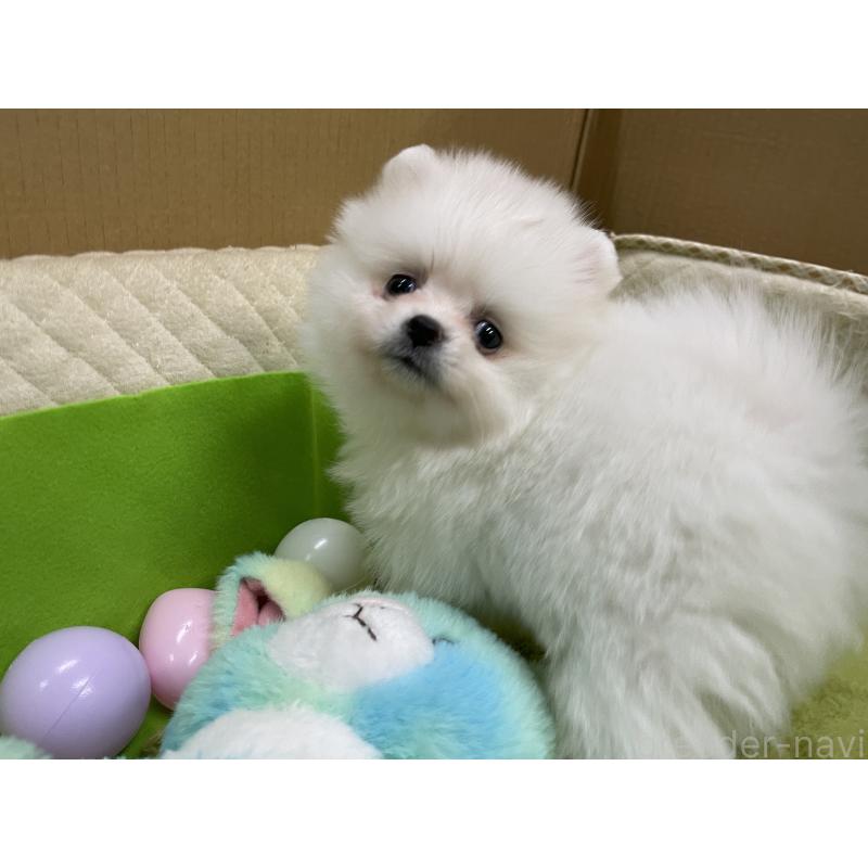 販売中の岐阜県のポメラニアン-435773の8枚目