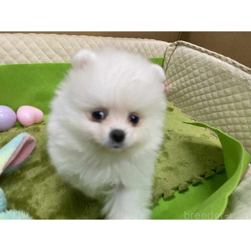 販売中の岐阜県のポメラニアン-435773の7枚目