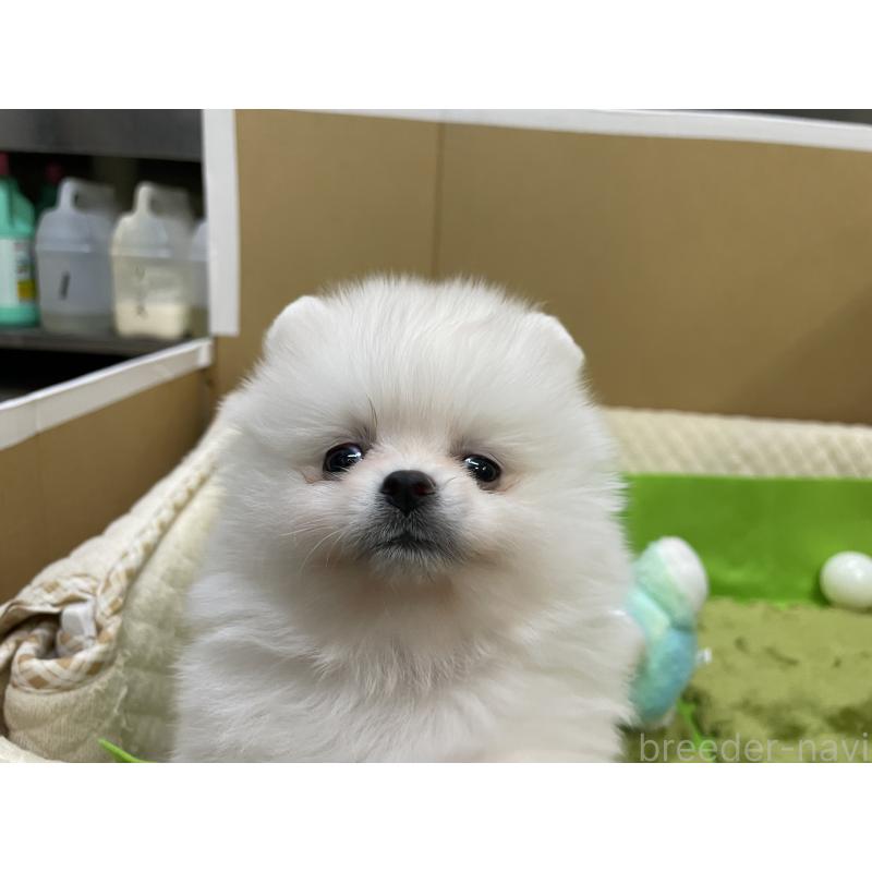 販売中の岐阜県のポメラニアン-435773の6枚目