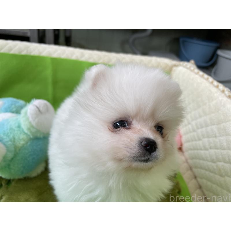 販売中の岐阜県のポメラニアン-435773の5枚目