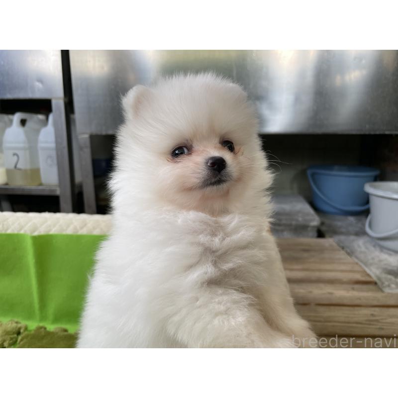 販売中の岐阜県のポメラニアン-435773の4枚目
