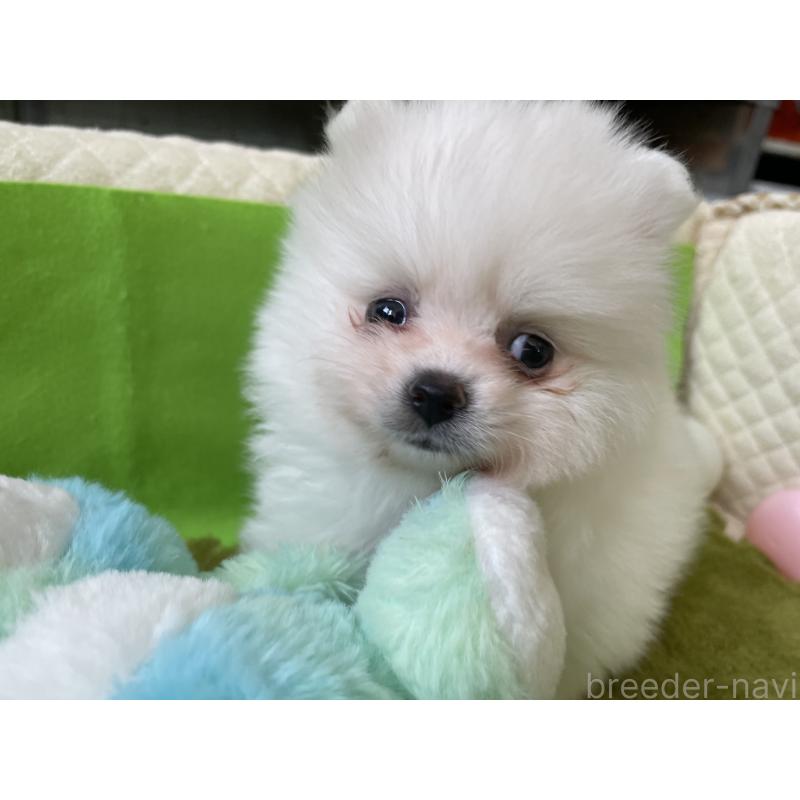 販売中の岐阜県のポメラニアン-435773の3枚目