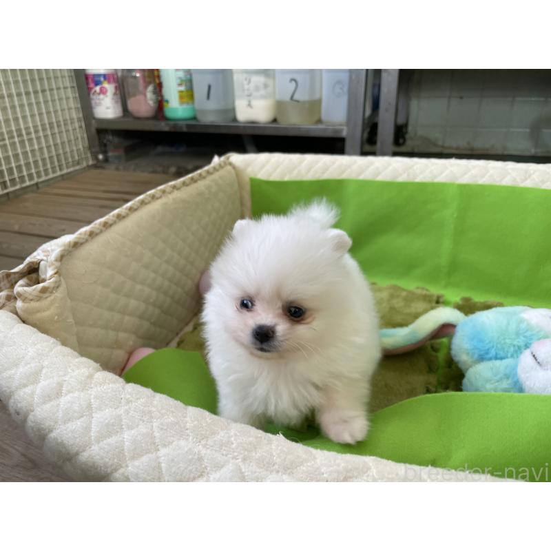 販売中の岐阜県のポメラニアン-435773の2枚目