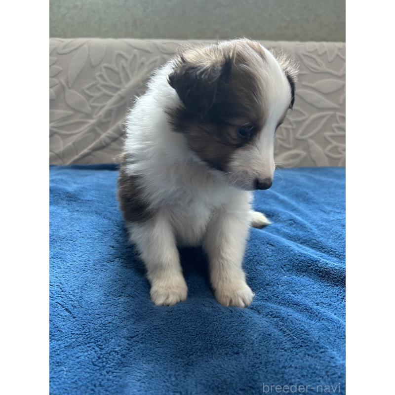 成約済の秋田県のシェットランドシープドッグ(シェルティ)-435774の2枚目