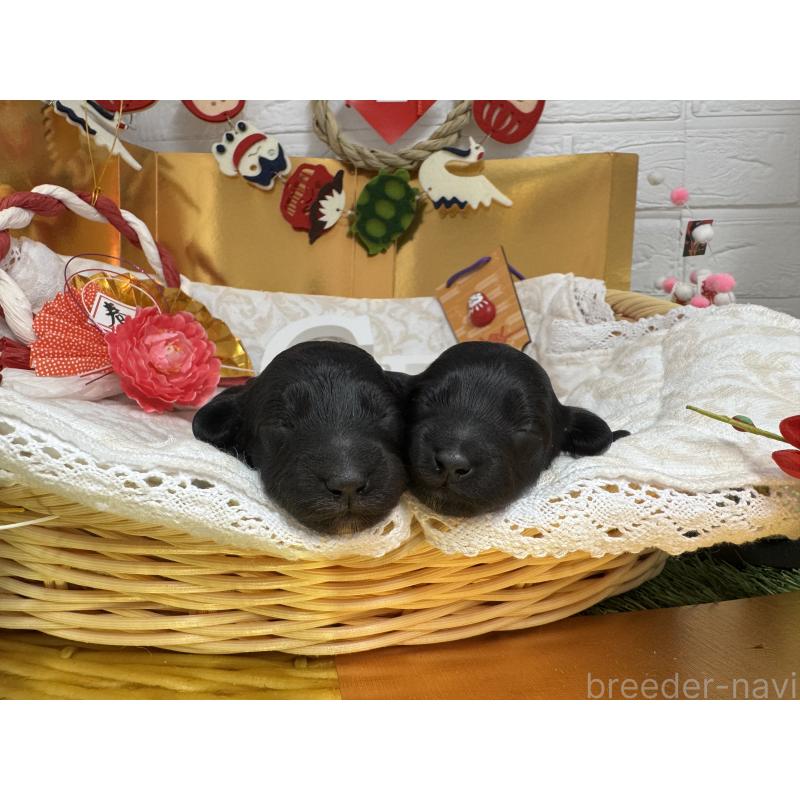 成約済の愛知県のダップー:ミニチュアダックスフンド×トイプードル-435242の26枚目