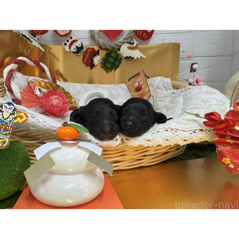 成約済の愛知県のダップー:ミニチュアダックスフンド×トイプードル-435244の25枚目