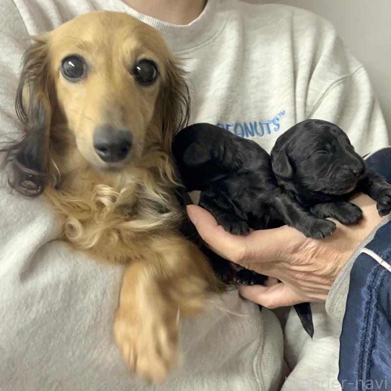 成約済の愛知県のダップー:ミニチュアダックスフンド×トイプードル-435242の24枚目