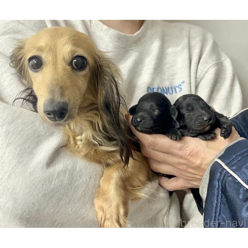 成約済の愛知県のダップー:ミニチュアダックスフンド×トイプードル-435242の23枚目