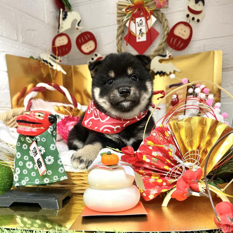 販売中の愛知県の豆柴-431232