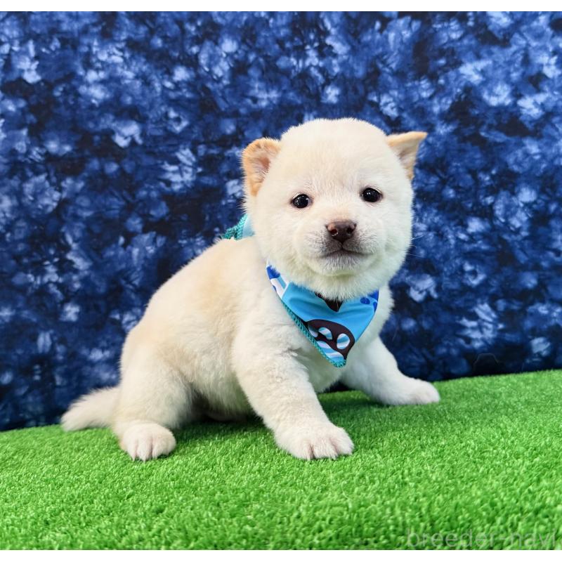 販売中の神奈川県の豆柴-435775の4枚目