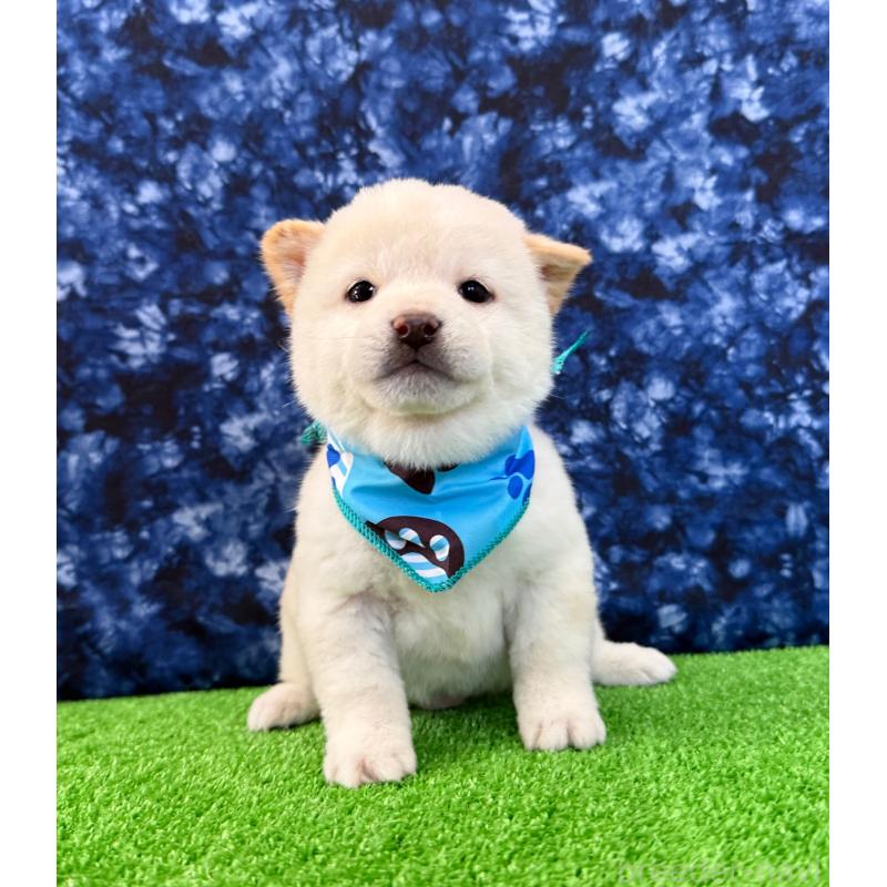 販売中の神奈川県の豆柴-435775の1枚目