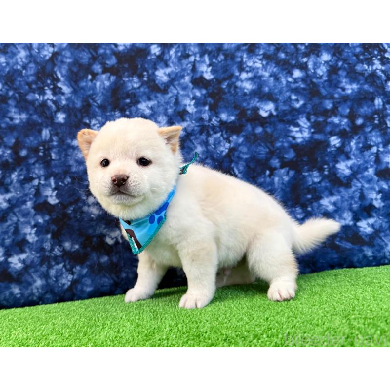 販売中の神奈川県の豆柴-435775の3枚目