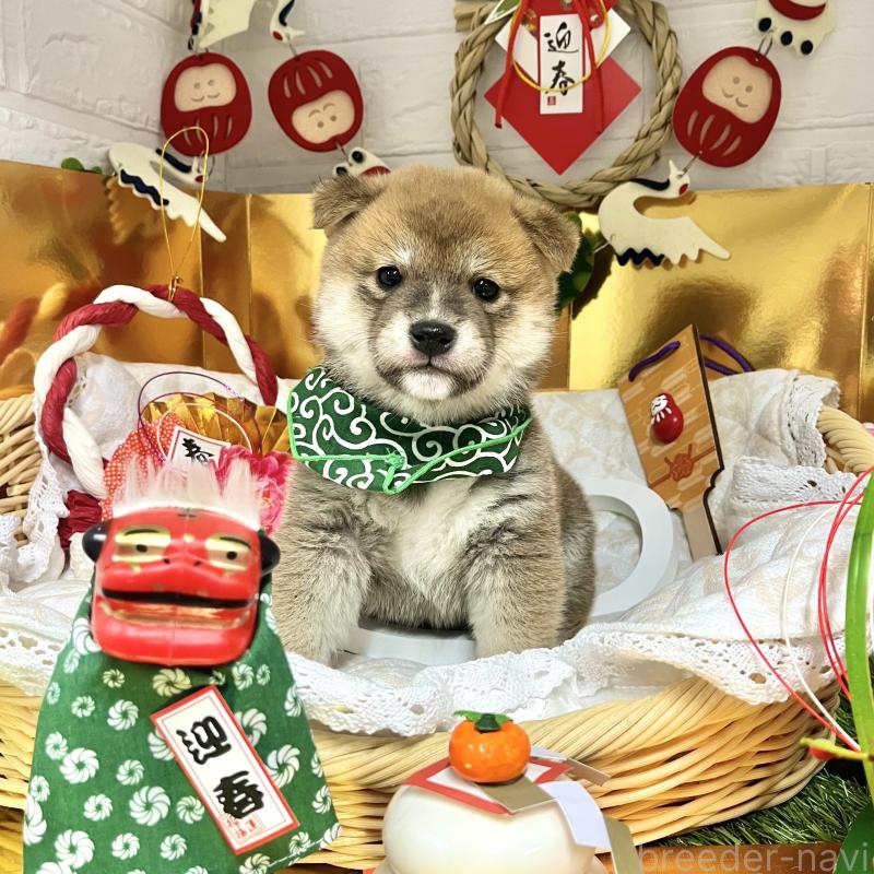 商談中の愛知県の豆柴-431233