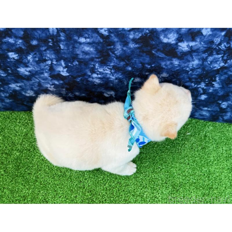 販売中の神奈川県の豆柴-435775の2枚目