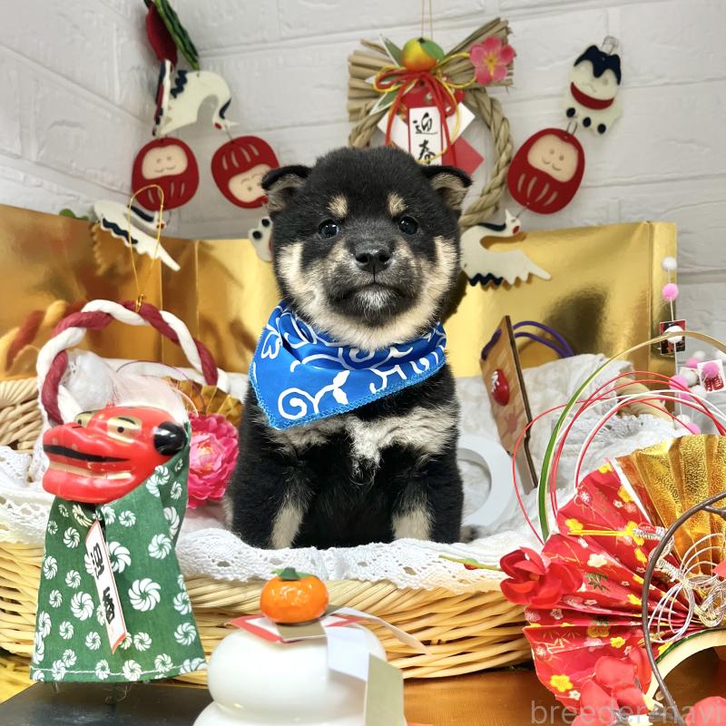 販売中の愛知県の豆柴-431235