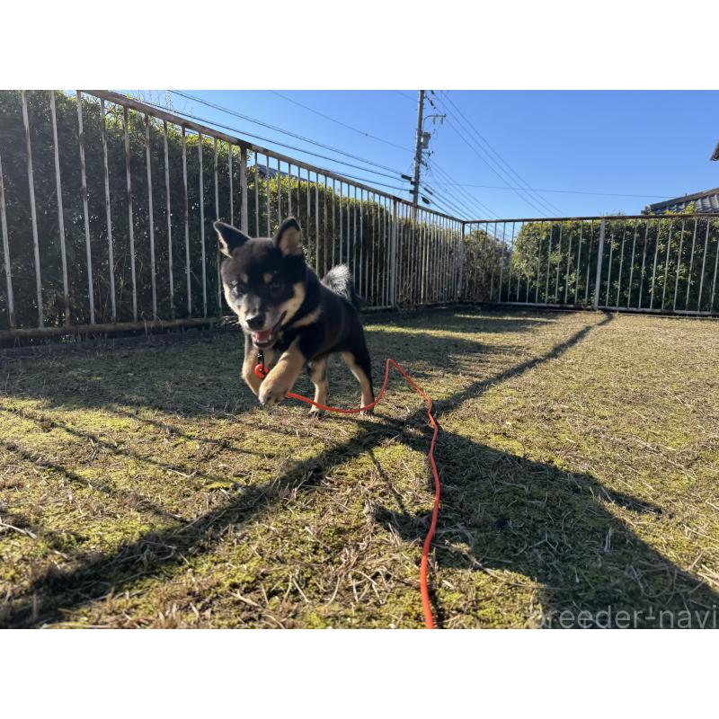 成約済の愛知県の豆柴-416155の4枚目
