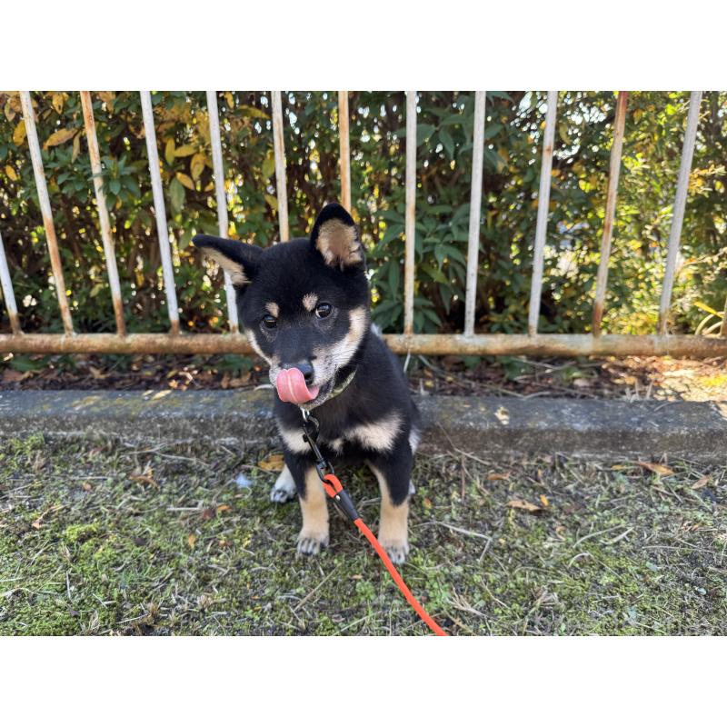 成約済の愛知県の豆柴-416155の3枚目