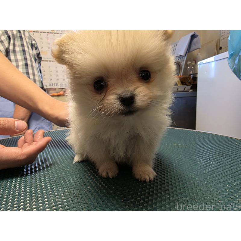 販売中の静岡県のポメラニアン-435776の2枚目