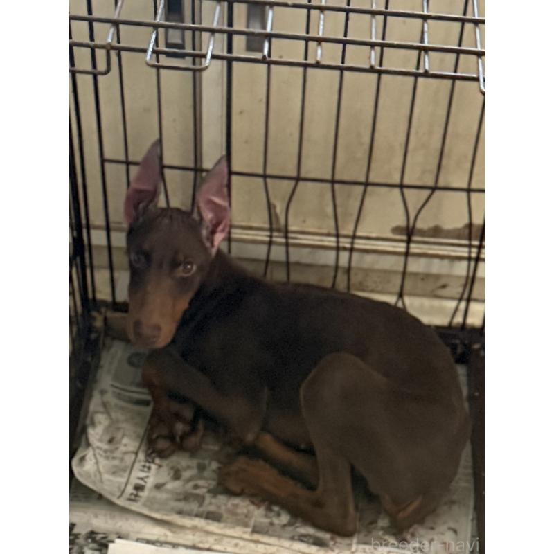 販売中の奈良県のドーベルマン-428379