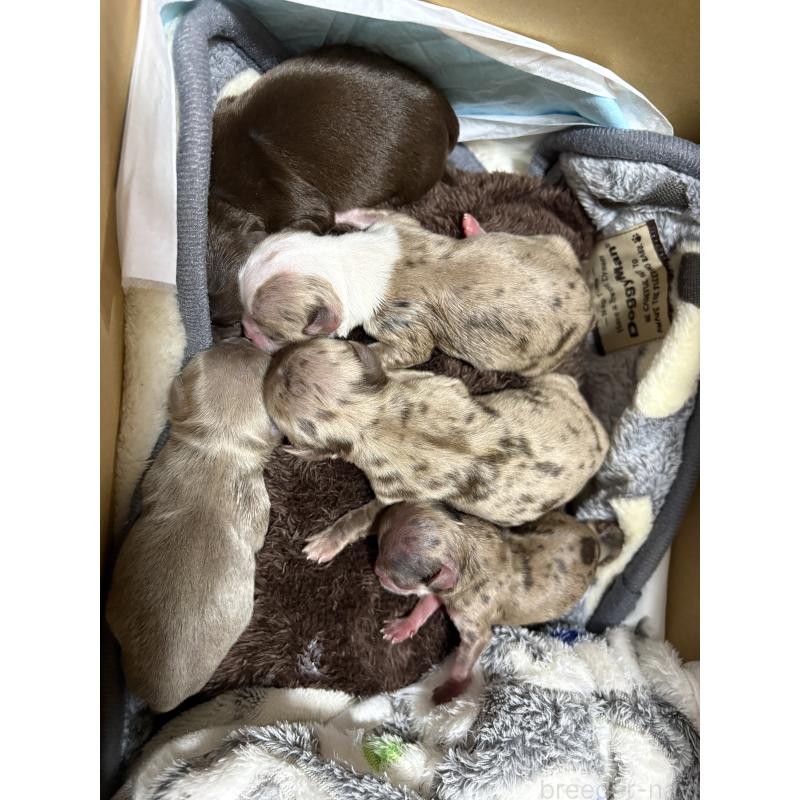 販売中の福岡県のチワワ(ロングコート)-435777の1枚目