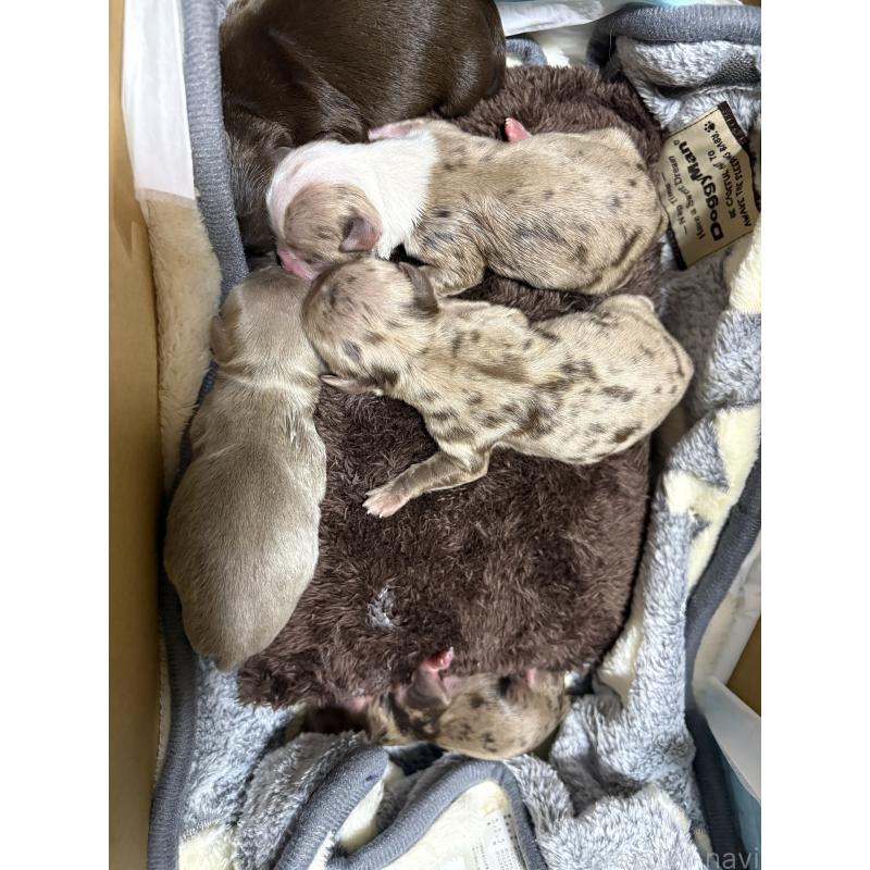 販売中の福岡県のチワワ(ロングコート)-435777の2枚目