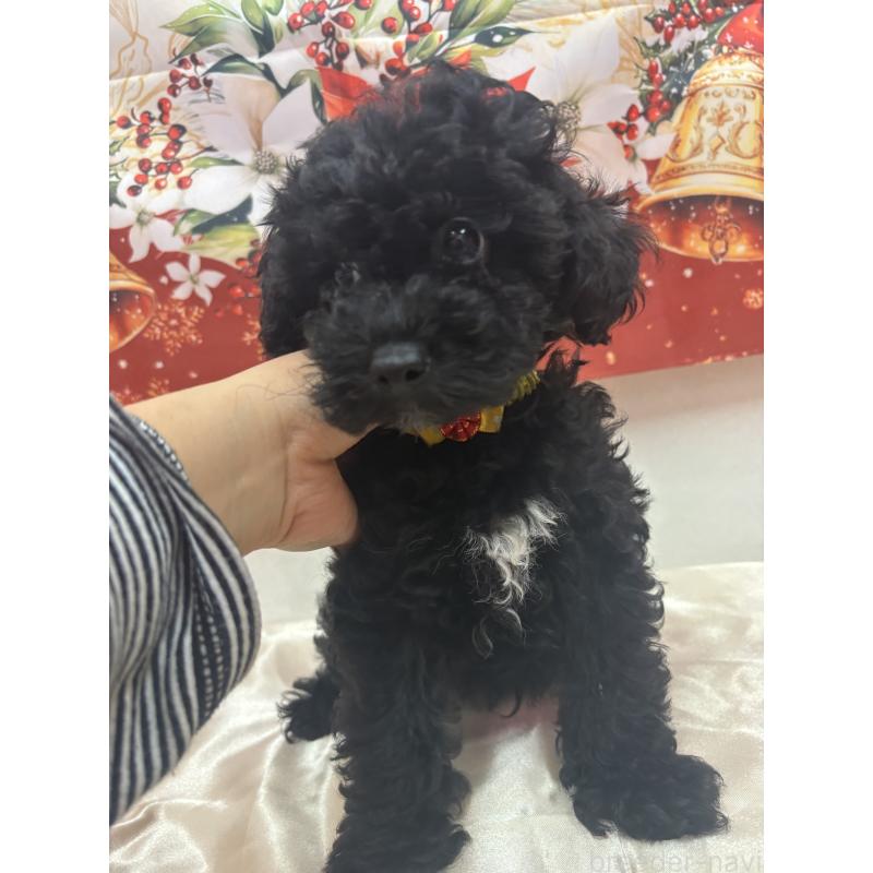 販売中の熊本県のトイプードル-435778の3枚目