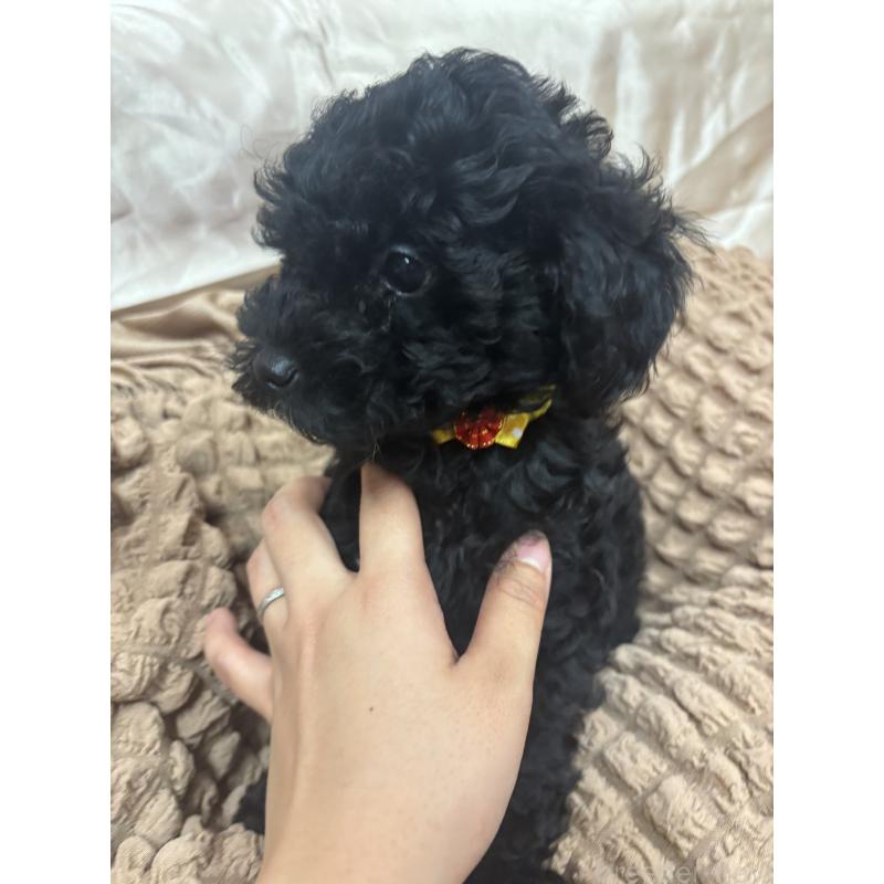 販売中の熊本県のトイプードル-435778の2枚目