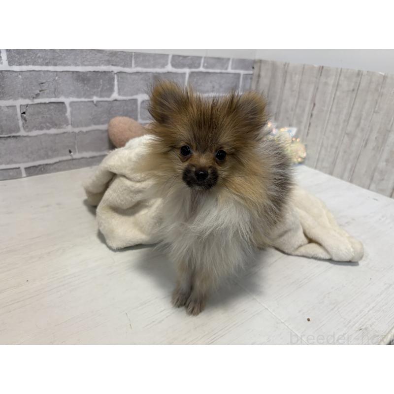 販売中の東京都のポメラニアン-423654の6枚目