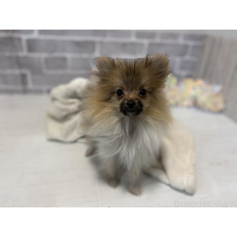 販売中の東京都のポメラニアン-423654の5枚目
