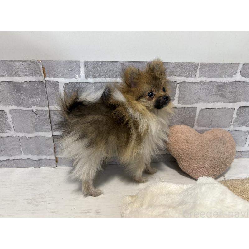 販売中の東京都のポメラニアン-423654の4枚目