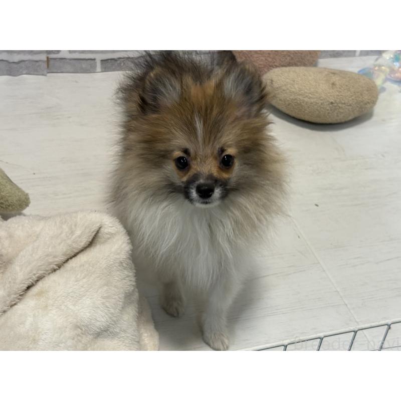 販売中の東京都のポメラニアン-423653の5枚目