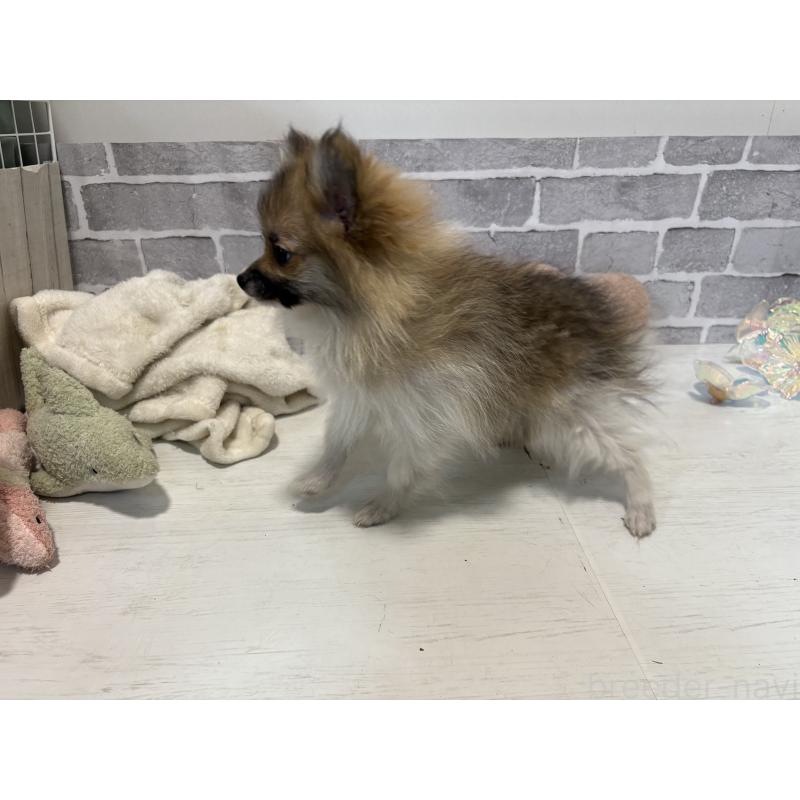 販売中の東京都のポメラニアン-423653の4枚目