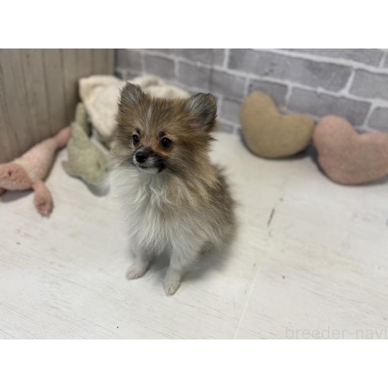 販売中の東京都のポメラニアン-423653の3枚目