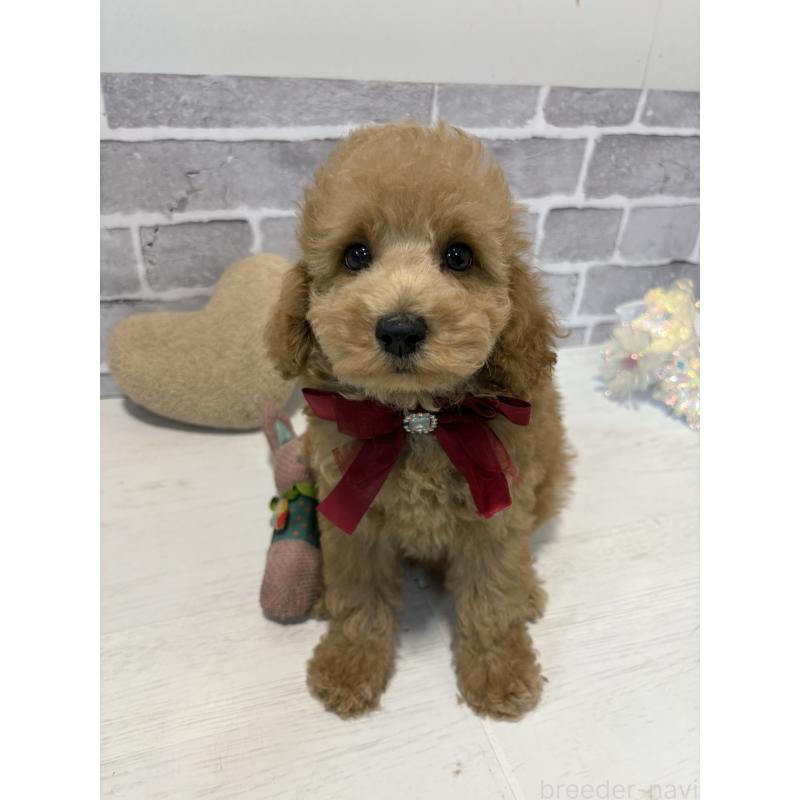 販売中の東京都のトイプードル-430446の8枚目