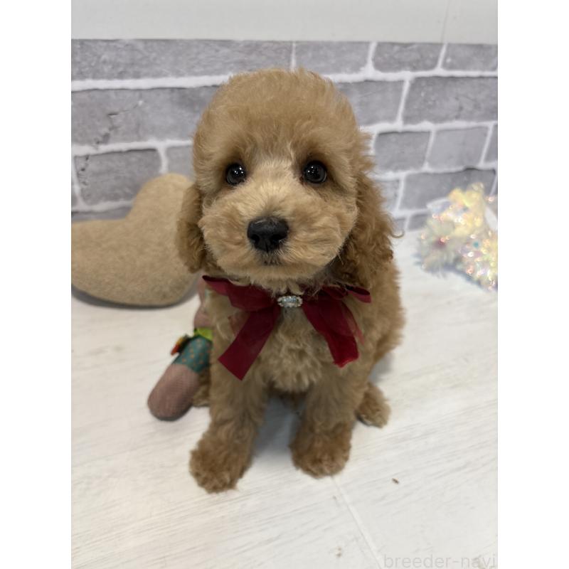 販売中の東京都のトイプードル-430446の7枚目