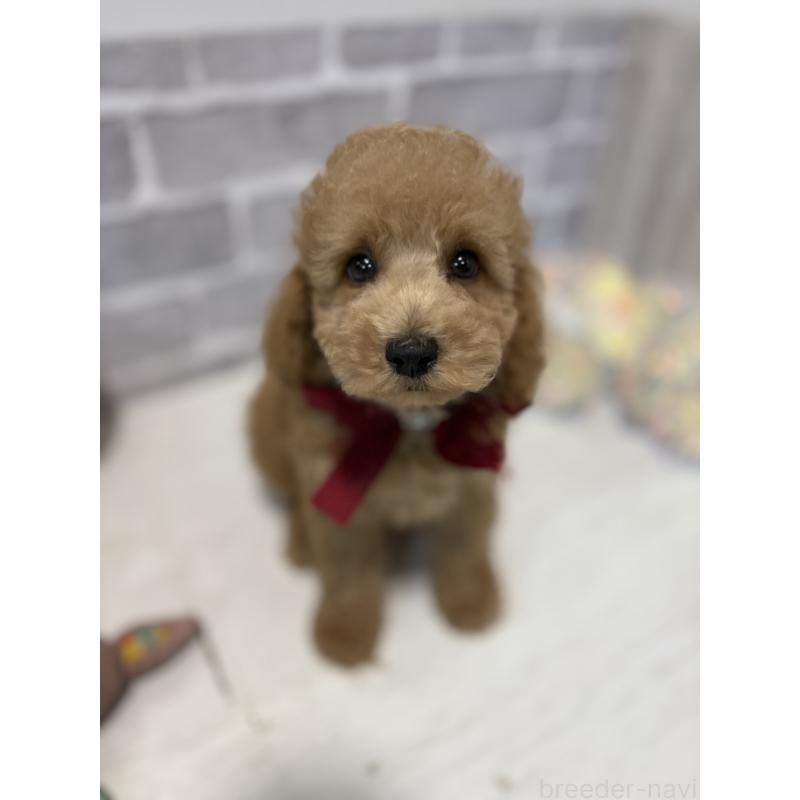 販売中の東京都のトイプードル-430446の6枚目