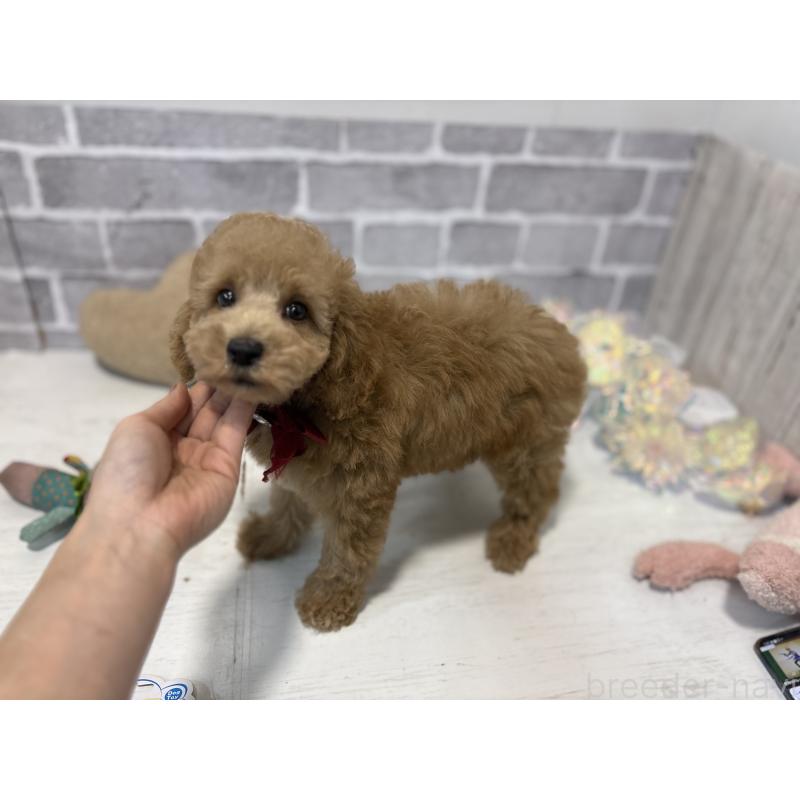 販売中の東京都のトイプードル-430446の4枚目