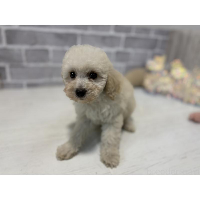 販売中の東京都のトイプードル-430464の6枚目