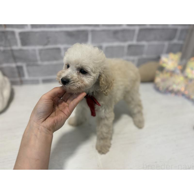 販売中の東京都のトイプードル-430464の5枚目
