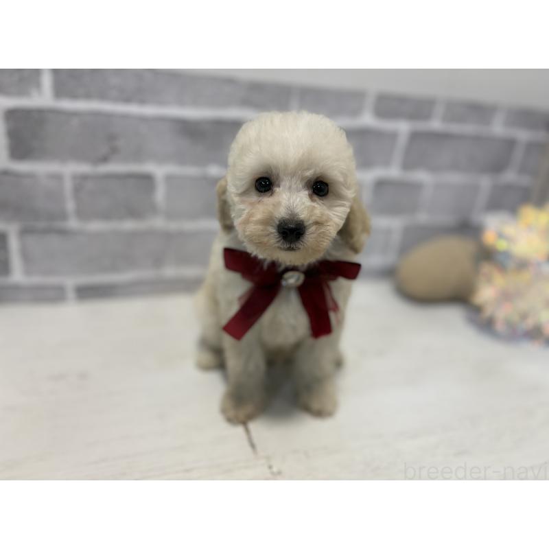 販売中の東京都のトイプードル-430464の4枚目