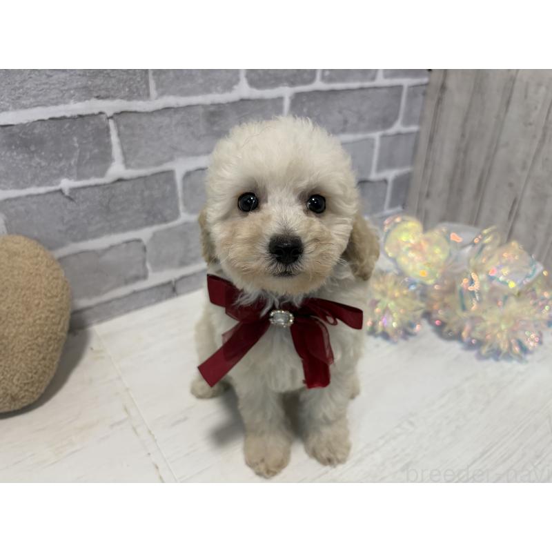 販売中の東京都のトイプードル-430464の3枚目